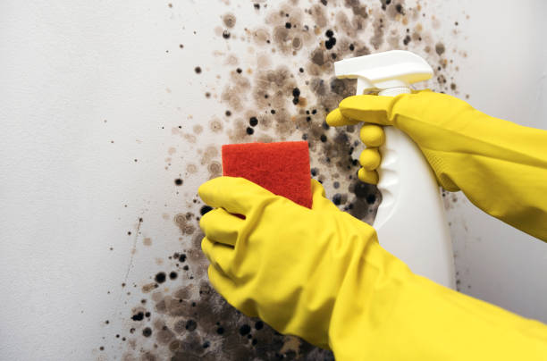 Best Kitchen Mold Remediation in Manson, IA